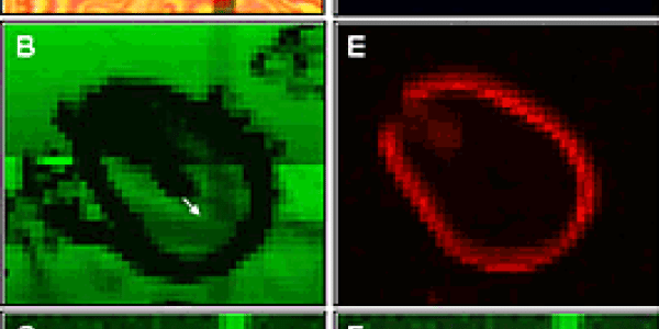 New Microgrid Technique 'Maps' Multiple Images For Variables