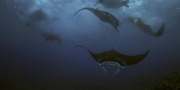 Guam Manta Moon Parties Busted