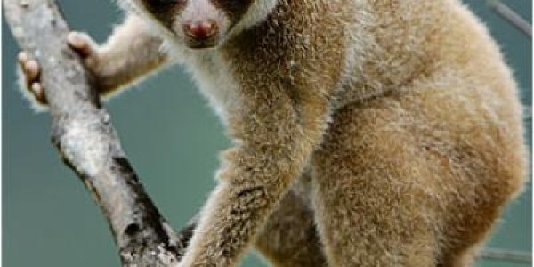 Nycticebus In Borneo:: New Species Of Primate, Same Toxic Bite