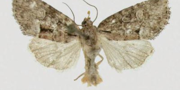 Cherokeea Attakullakulla: New Species Of Moth From The Appalachian Mountains