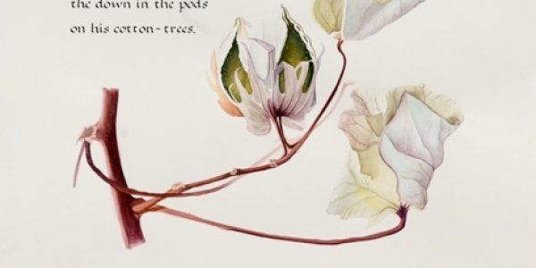 The Illuminated Origin of Species