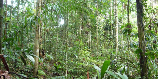 Why Do Tropical Ecosystems Have Higher Biodiversity?