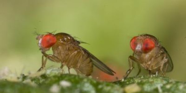 Extreme Temperatures, Not Averages, Determine Distribution Of Insects