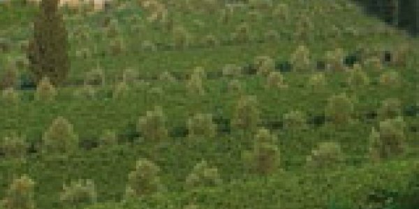 A prehistoric tale of an Italian whale