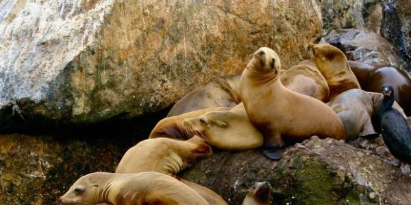Giardia Pathogen From Runoff Contaminates Mussels On California Coast