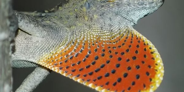 Rapidly Evolving Lizards Show How Some Creatures Can Adapt To Beat Climate Change