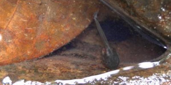 Frog Fathers Don't Mind Dropping Off Their Tadpoles In Cannibal-infested Pools