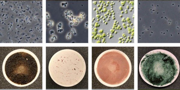 Are We Alone? The Life-form Catalog