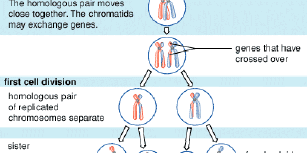 Variation In Recombination Rate