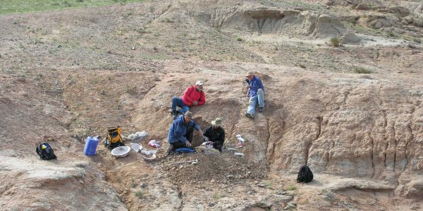 New Cerasinops Hodgskissi Species Of Dinosaur Is Link Between American And Asian Dinosaurs