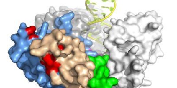 TFLY Protein Crucial To Telomerase Activity