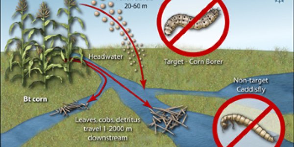 Genetically Engineered Corn May Harm Stream Ecosystems