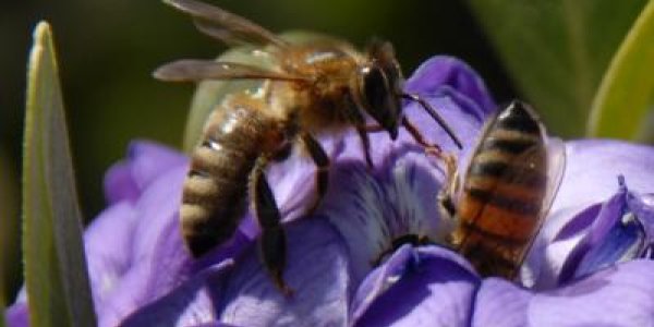 Pyrazoles And Neonicotinoids Linked To Reduced Honeybee Mitochondrial Activity