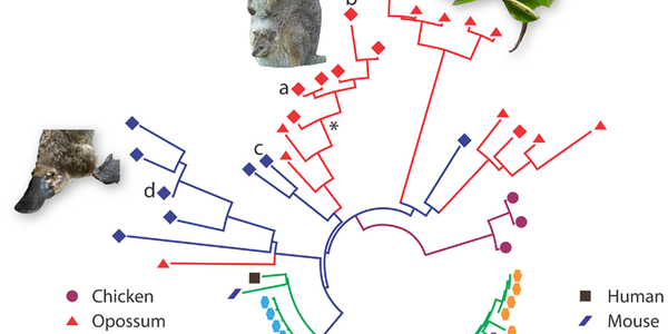 New Antibiotics From Marsupials?