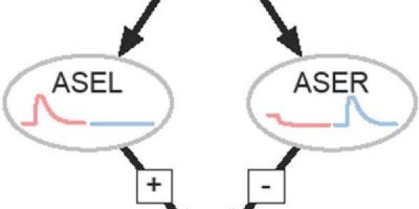 Chemosensory Neurons - Why College Students Are Drawn To Pizza