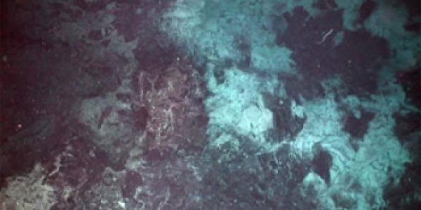 Rock Eating Bacteria Bring New Questions About The Evolution Of Life On Earth