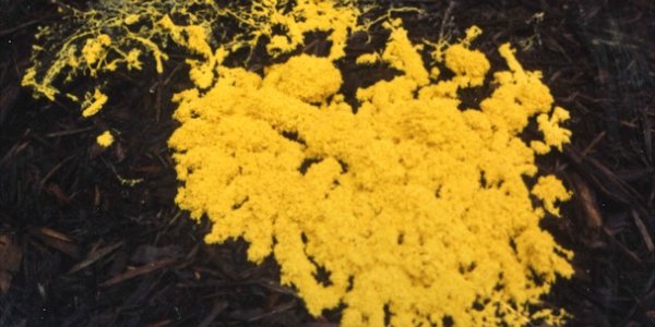 Using Slime Mold To Build Rail Networks