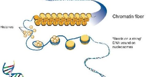 Why Are Some Genes Highly Expressed?