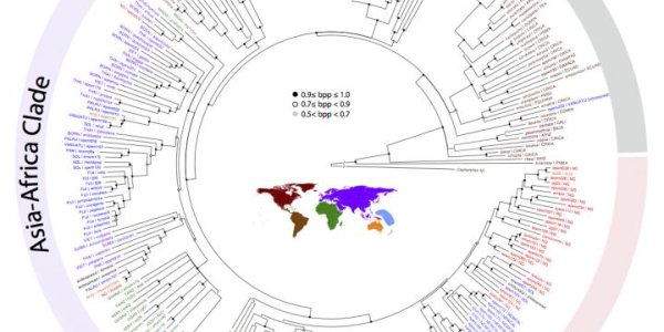 Pheidole: The Genus Of Ants That Evolved To Conquer The World - Twice