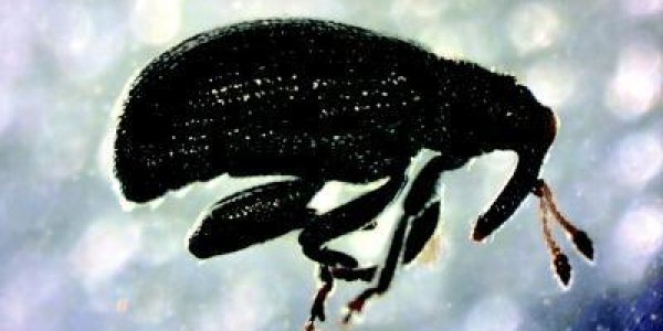 Downside To Organic Farming: 90% Losses From Pests Modern Science Defeats Easily