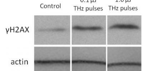 Intense Terahertz Pulses Can Induce DNA Repair