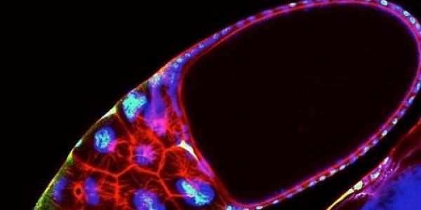 Steroid Links Fat Accumulation With Egg Development