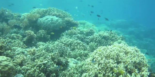 Fish From Acidic Ocean Waters Less Able To Smell Predators