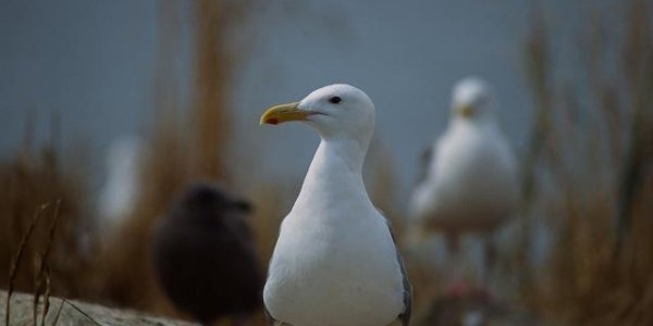 Salish Sea Seagull Populations Are Half Of That In The 1980s