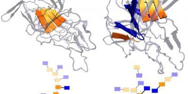 Folding: Bad Proteins Branch Out