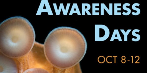 Celebrate Cephalopods in Classrooms