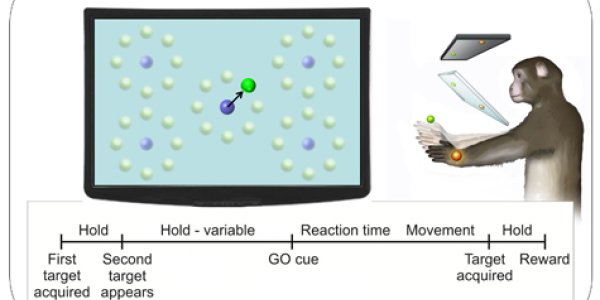 Psychic Science? Scientists Read Monkeys' Inner Thoughts