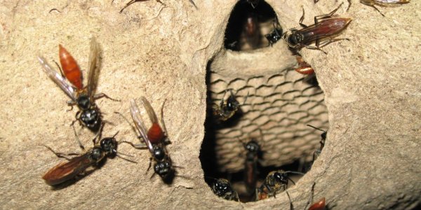 How Insect Societies Share Brain Power