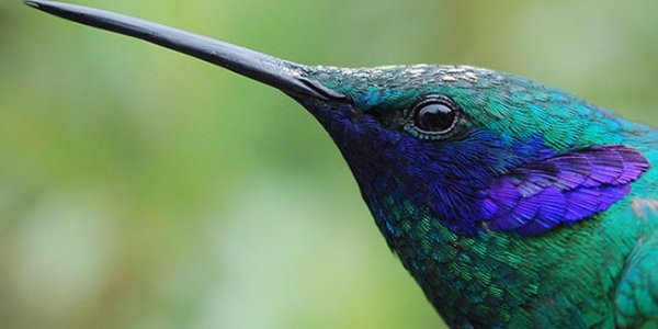 In Distantly Related Species, Bigger Isn’t Better