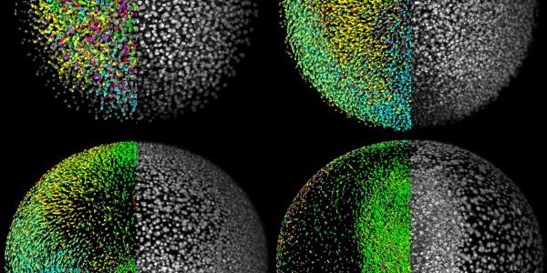 Biologists 'GoogleEarth'  Complete Developmental Blueprint Of A Vertebrate