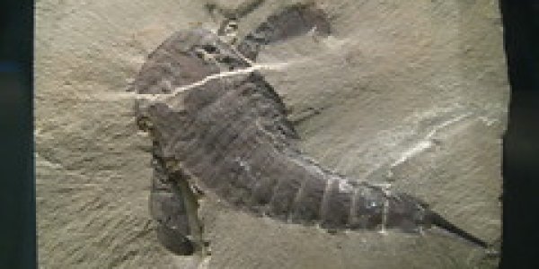 Euryperids: Ancient Predators of Permian Seas