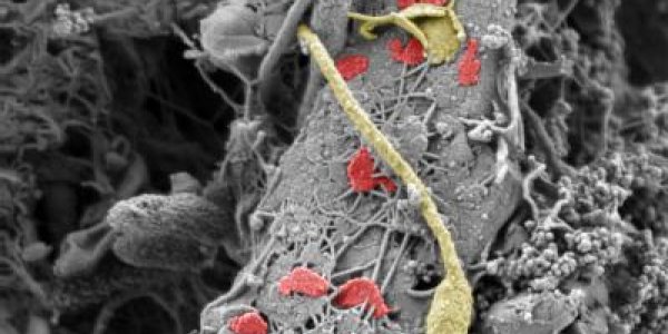 Good Soil Doesn't Just Fall From The Sky, You Know