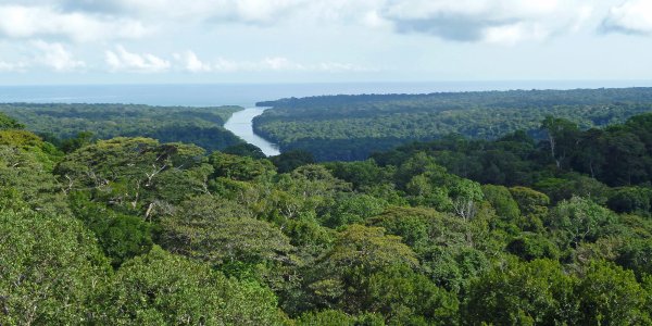 Tree Disease Helps Forests