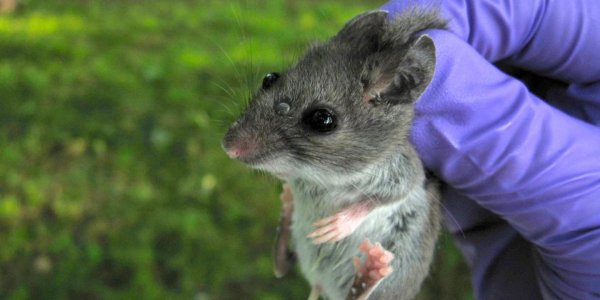 Shifting Migration Patterns Of Ticks Change Lyme Disease Patterns Also