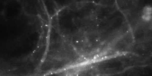 Watching Molecules Morph Into Memories