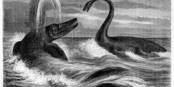 Homophobia And Starfish