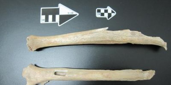 Tianyuan Cave Human From 40,000 Years Ago Linked To Native Americans And Modern Asians