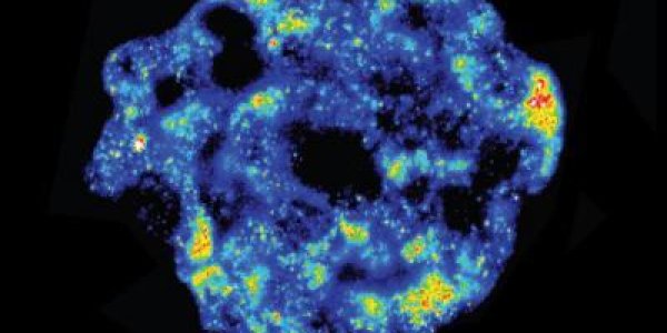 Tracing Unique Cells With Mathematics