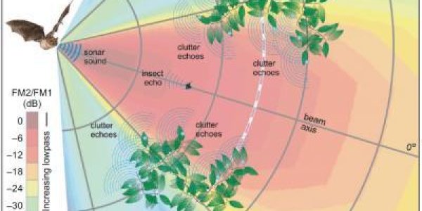 Bats Bolster Temporal Binding Hypothesis In Brain Science