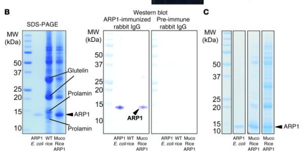 New GMO Rice Protects Against Rotavirus Infection