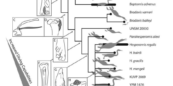 Hesperornithiform: Cretaceous Birds Evolved To Go Fishing