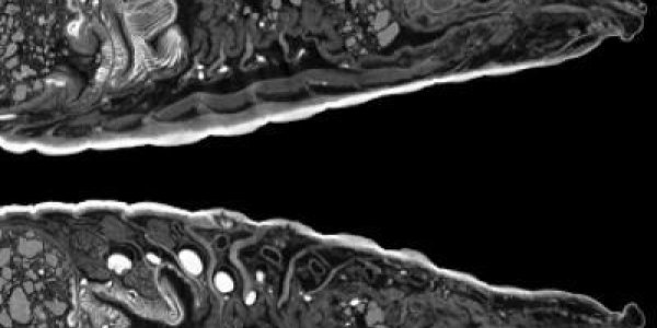 The Early Earthworm Catches On To Full Data Release