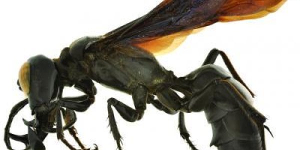 Megalara Garuda: New King Of Wasps Discovered
