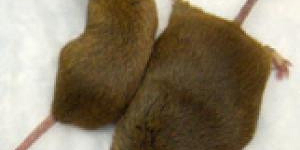 Protein Cell May Be Key Link In Obesity