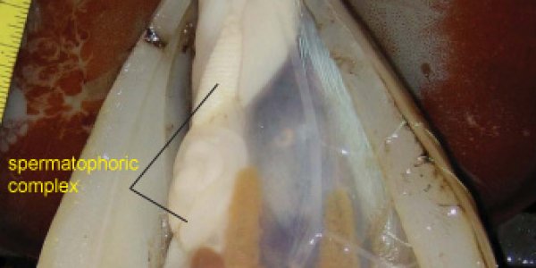 A Very Brief Discussion of Squid Penises