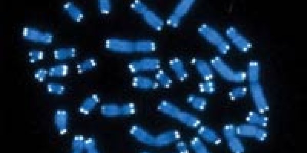 New Discovery In The Aging Process